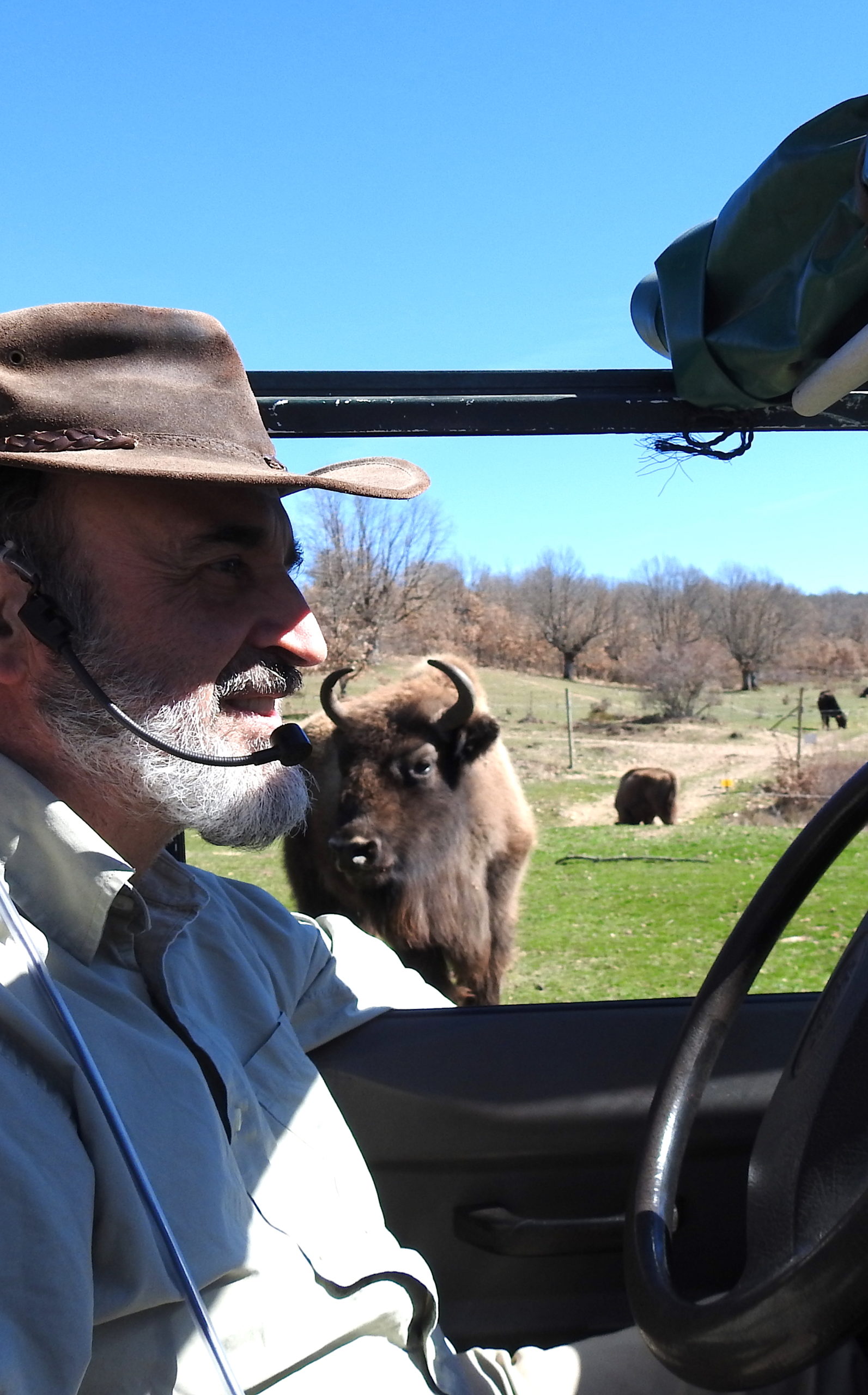 El bisonte, herramienta de gestión en la España Vacía
